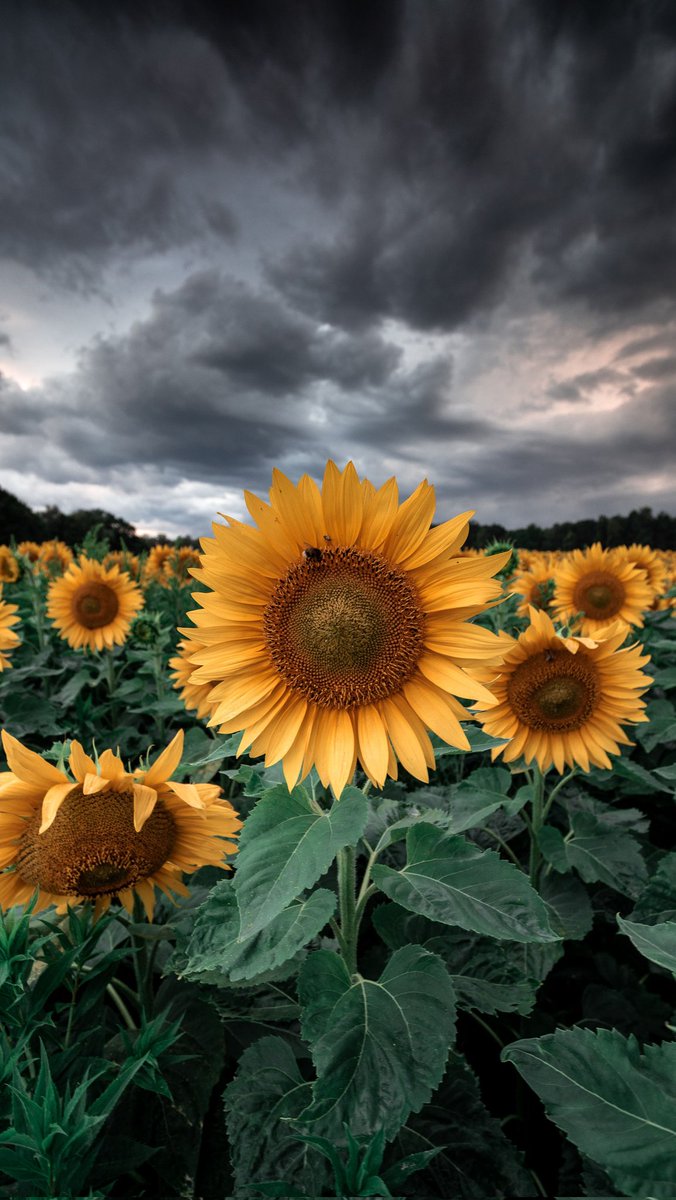 Anselmo14466476's tweet image. 