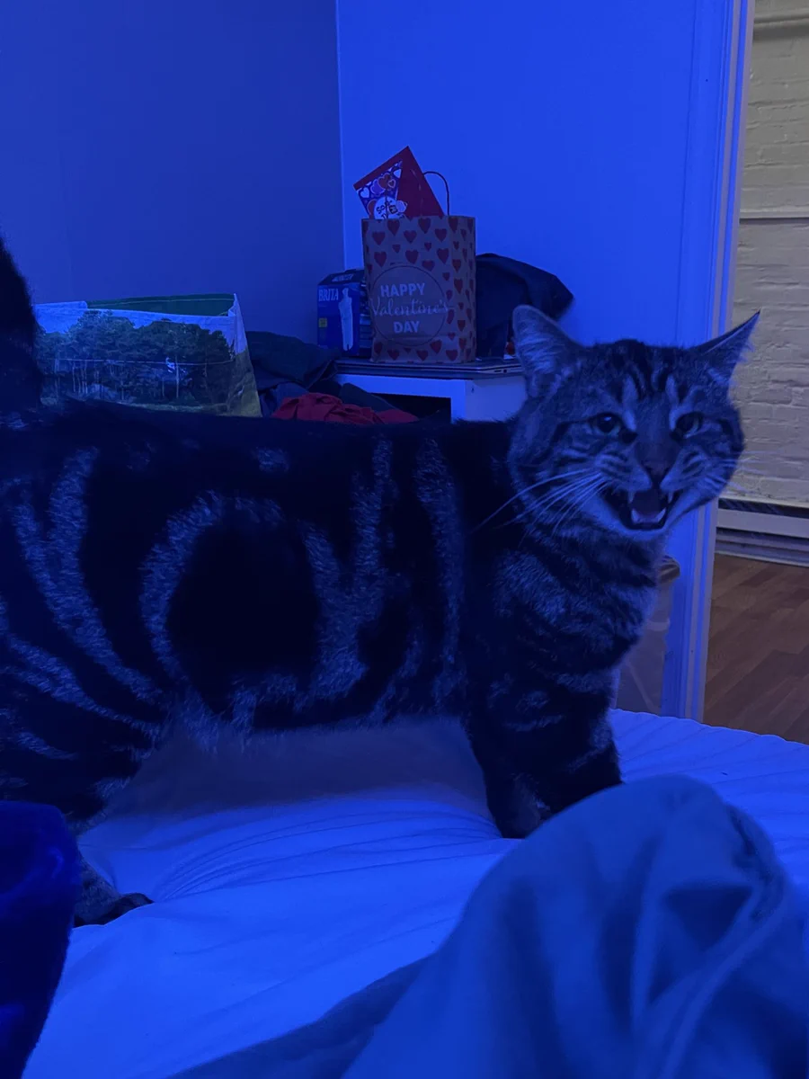 Fishtopher, a brown and black tabby cat meowing. He is standing on a bed and the photo cuts off at the base of his tail, which is sticking straight up. His mouth is open and he shows his bottom teeth and two upper canines. His green eyes look at the camera with intensity and perhaps sternness. The whole image has a blue overlay due to the lighting in the room.
