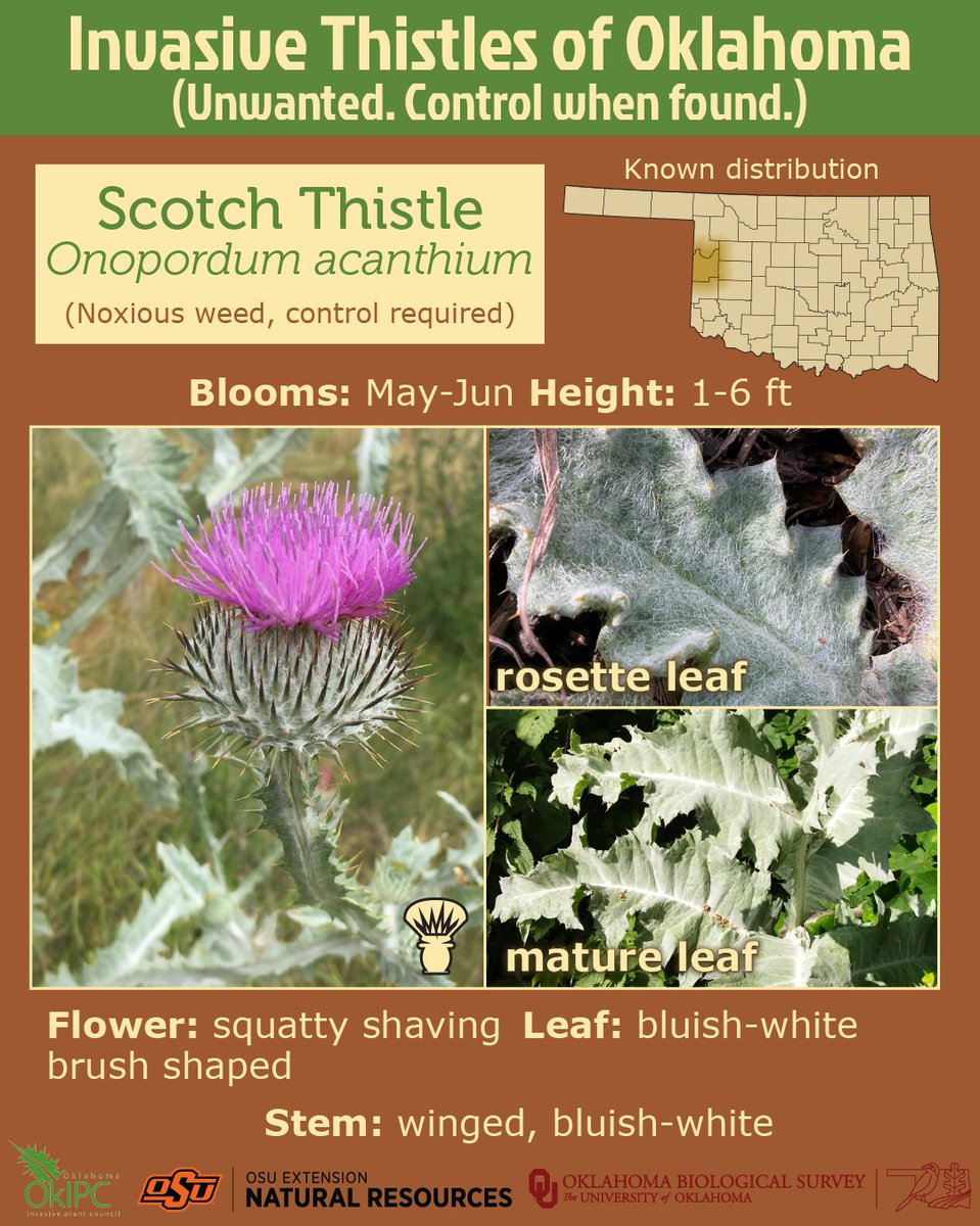 OklahomaLands's tweet photo. 1/2 
Oklahoma has 5 invasive thistles. Three are legally considered noxious weeds and control is required.

Noxious Weeds (legal status) - control required
Musk Thistle (Carduus nutans)
Scotch Thistle (Onopordum acanthium)
Canada Thistle (Cirsium arvense) https://t.co/ovr880lF4E