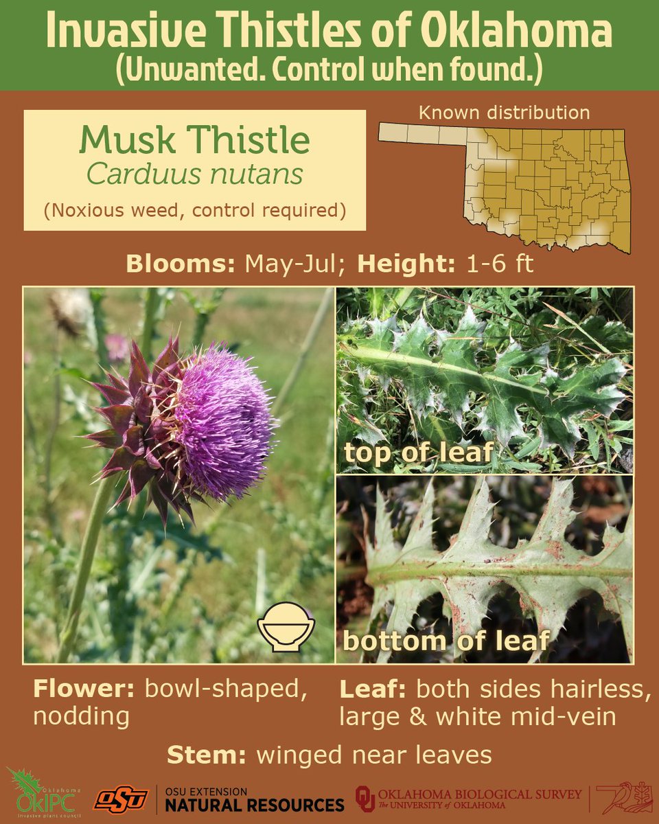 OklahomaLands's tweet photo. 1/2 
Oklahoma has 5 invasive thistles. Three are legally considered noxious weeds and control is required.

Noxious Weeds (legal status) - control required
Musk Thistle (Carduus nutans)
Scotch Thistle (Onopordum acanthium)
Canada Thistle (Cirsium arvense) https://t.co/ovr880lF4E