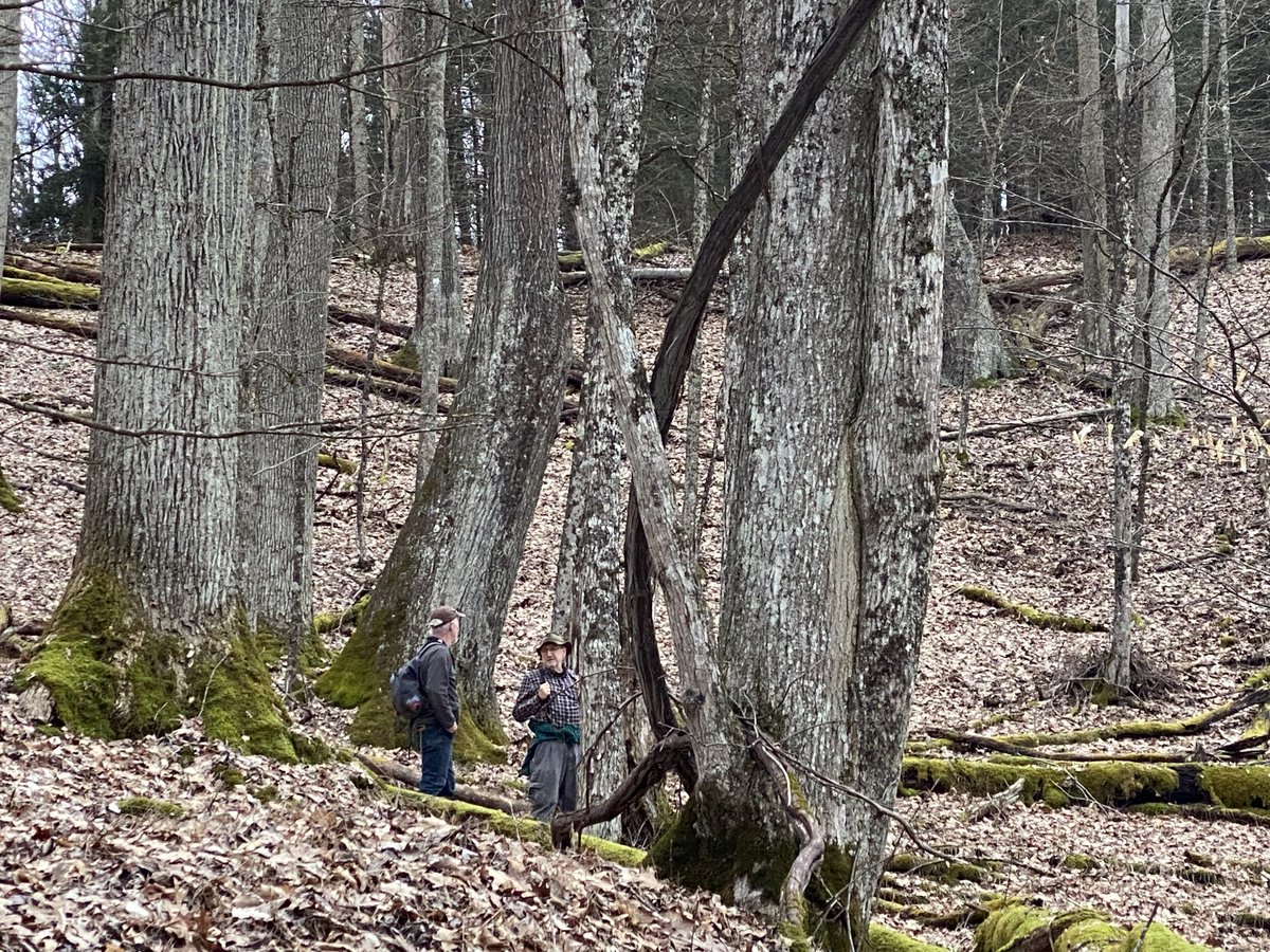 Some #OldGrowth #forest in the #MonongahelaNationalForest slated for #clearcut in the #UpperCheatRiver project. Tell the Forest Service that this #ClimateForest is #WorthMoreStanding . email to: <Shawn.Cochran@USDA.gov>