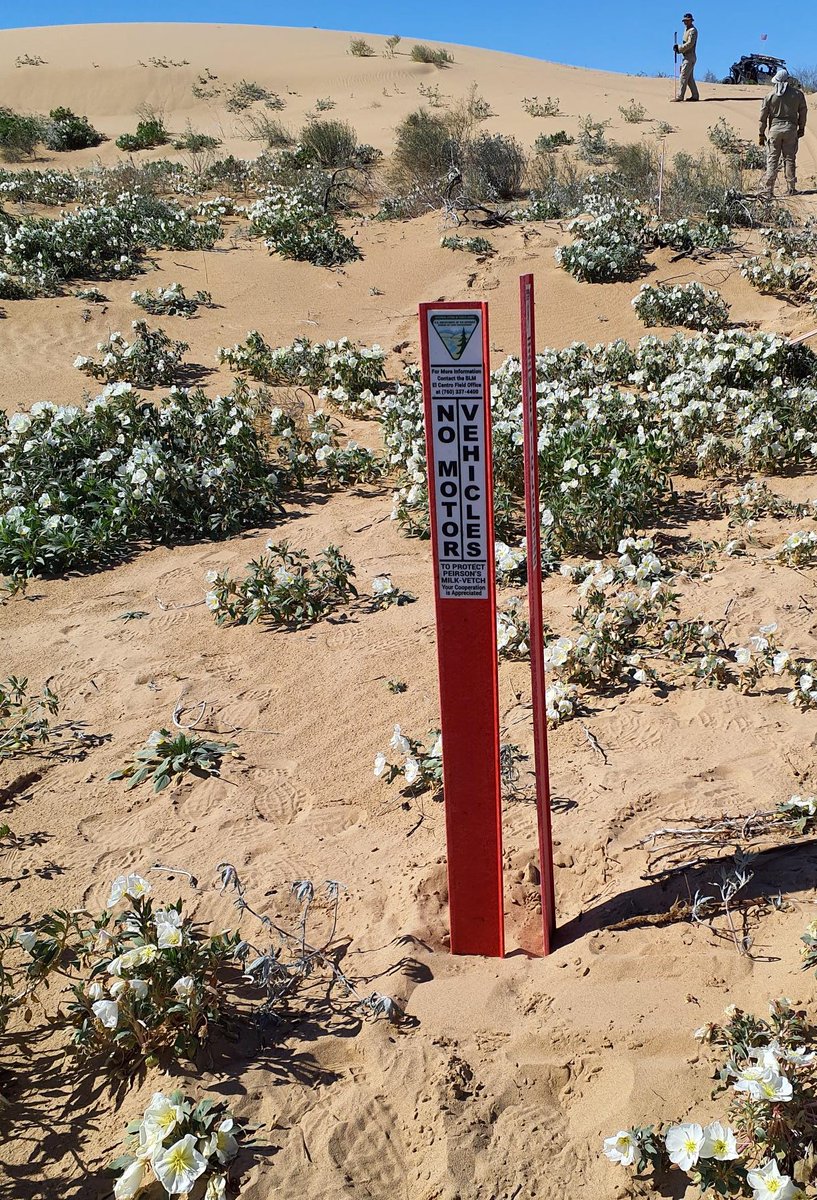 BLMca's tweet photo. Flowers are showing off their colors on #YourPublicLands! 🌸Last week, the dunes were covered with desert sand verbena at the North Algodones Dunes Wilderness Area and primrose was spotted in the Mammoth Wash Area north of the #ImperialSandDunes Recreation Area. #TracktheBloom https://t.co/Nm0yHZtkoj