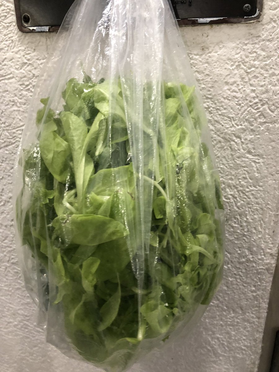 katheidrich's tweet image. First hydroponic harvest @GatorsWlms @flenergywhiz #STEMeducation