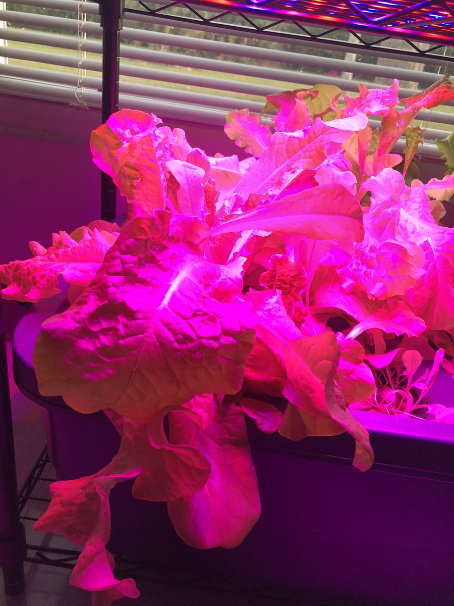 katheidrich's tweet image. First hydroponic harvest @GatorsWlms @flenergywhiz #STEMeducation