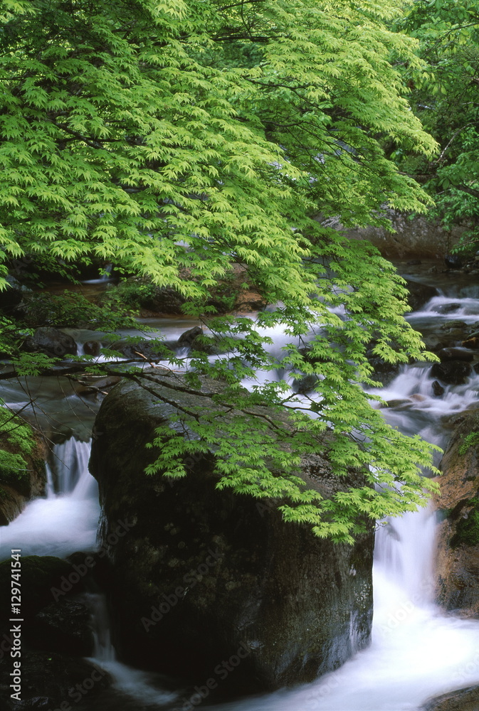 velvia100's tweet photo. Ravine of fresh green
https://t.co/QOQ3tVyrlq
#Spring #freshgreen #maple #Youngleaf #leaf #valley #mountainstream #clearstream #river #water #tree #rock #green #nature #landscape #Japan https://t.co/DMeUeDLrDh