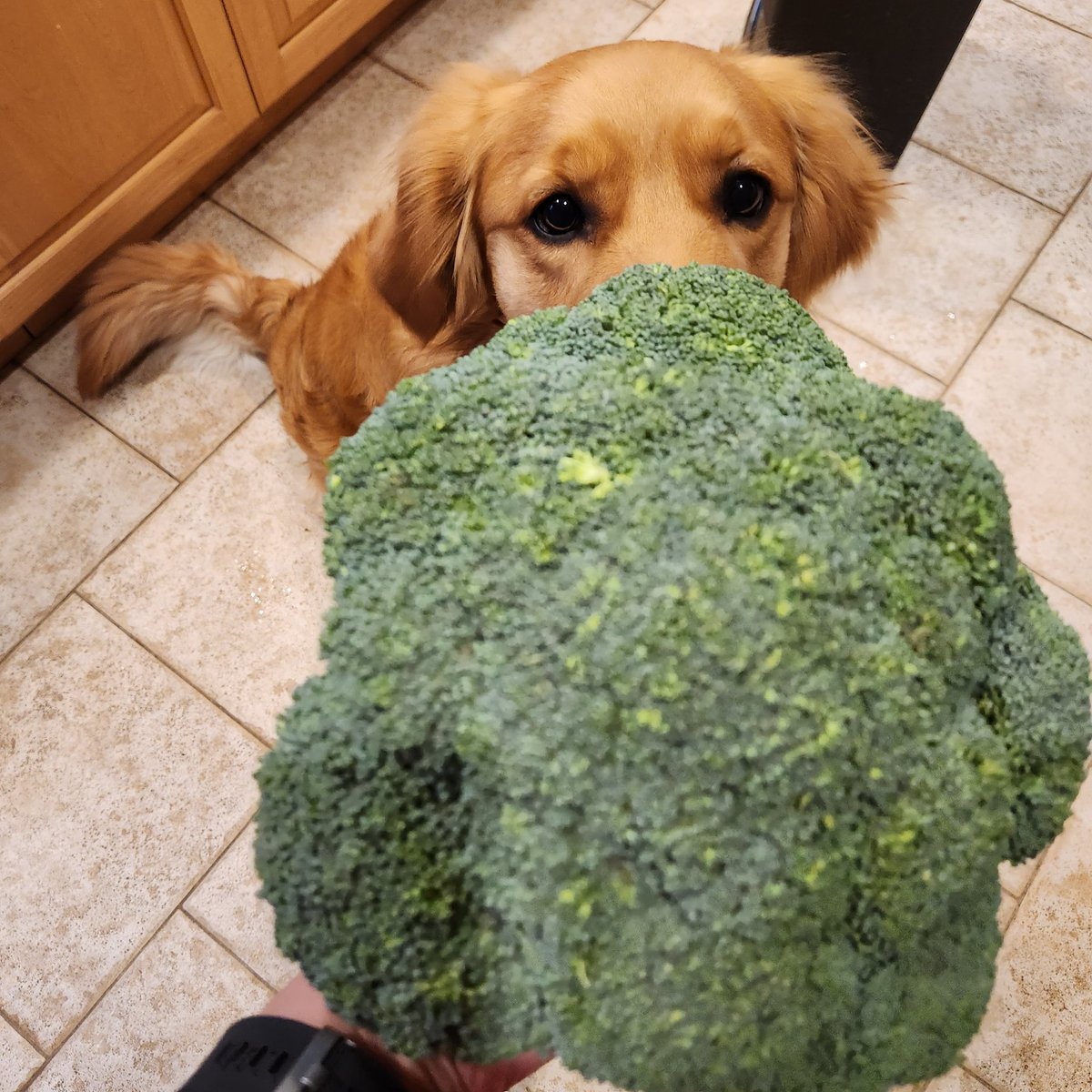 Giant broccoli!😲🥦 I don't think I've seen one this large. It is one plant! Yup, bigger than Sparky's head😂
I'm using it in my tofu stir fry tonight! 
#Sparky #broccoli #giant #food #vegrecipes #vegetarian #giant #dogvsbrocoli