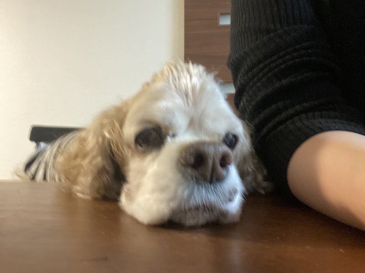 kokia0531's tweet photo. 愛犬　ぱんけーき12歳です。
昨年大病して以来アップしてなかったかな。通院してお薬服用しながらですが、元気に過ごしています。

#ありがとう
#一緒に頑張ろう
#犬は家族
#Americancockerspaniel
#アメリカンコッカースパニエル
#バフ　#あめこか https://t.co/9eVNEdBNYe
