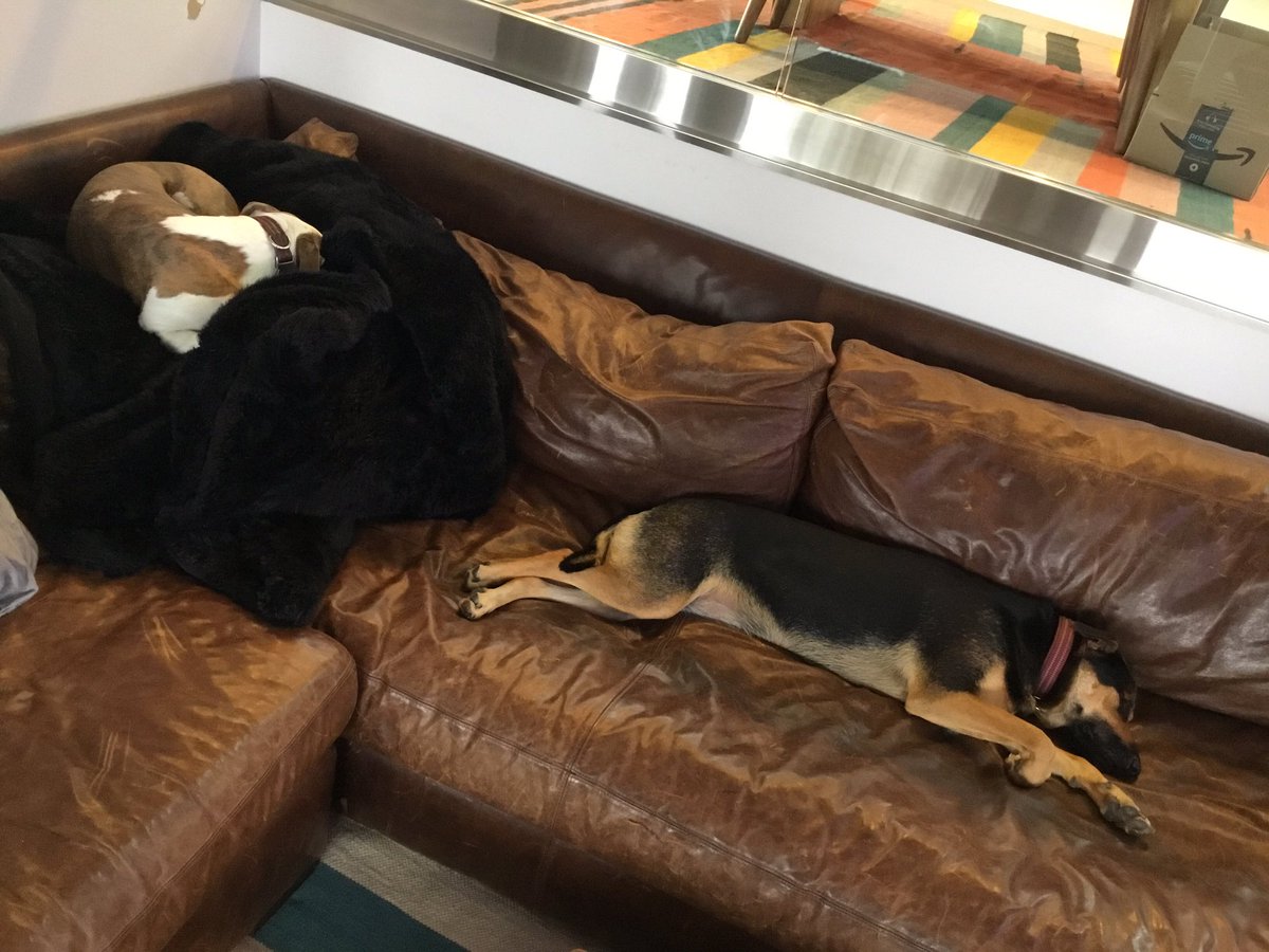 KucciKu's tweet photo. @thespybrief Cold and rainy today in South Pasadena… #CozyFriday https://t.co/qPszLJWC47