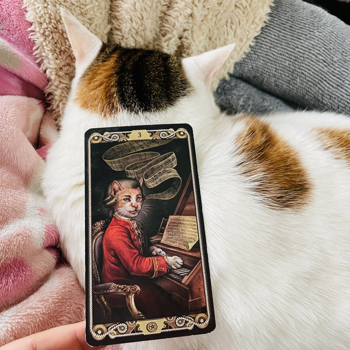 oraclerinko's tweet image. 2/25評価される日👍地道に取り組んできたことが認められそう✨また自分では普通だと思っていたことが注目され、何か依頼されることも☝️自分の実力を信じ、胸をはって🤗この機会に腕を磨きましょう💪 #3ofPENTACLES #あたしかりあげﾆｬ #タロット #猫