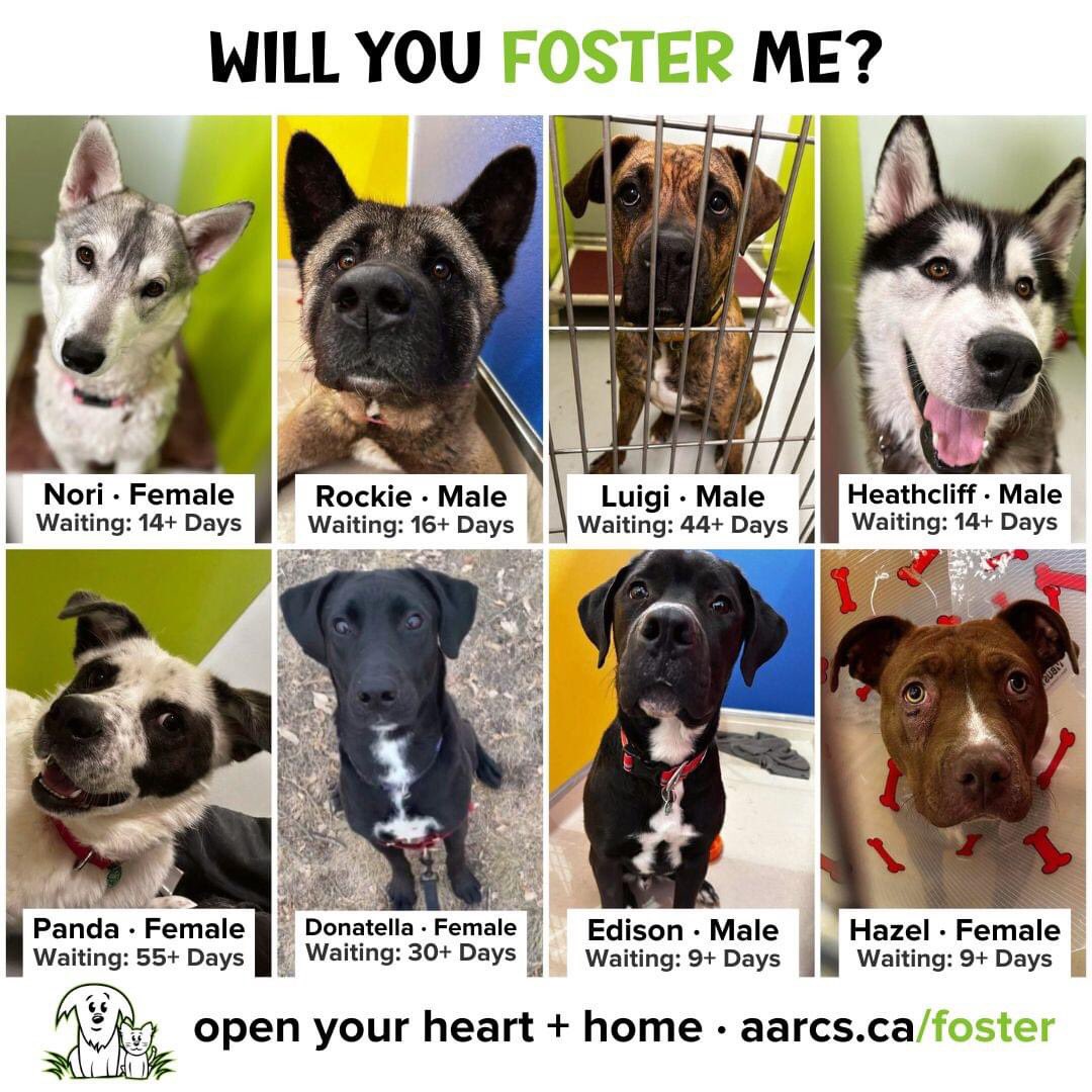 It’s February, it’s cold 🥶 and we could use a lot of help right now! 🙏 We’ve reduced adoption fees to make space in our shelters and we also need more foster homes. 🏡That could be you! 🫵
