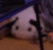 cyprusweaver13's tweet photo. GAY COW IN THE PEETHAN STEME https://t.co/PdcuoQgfR9