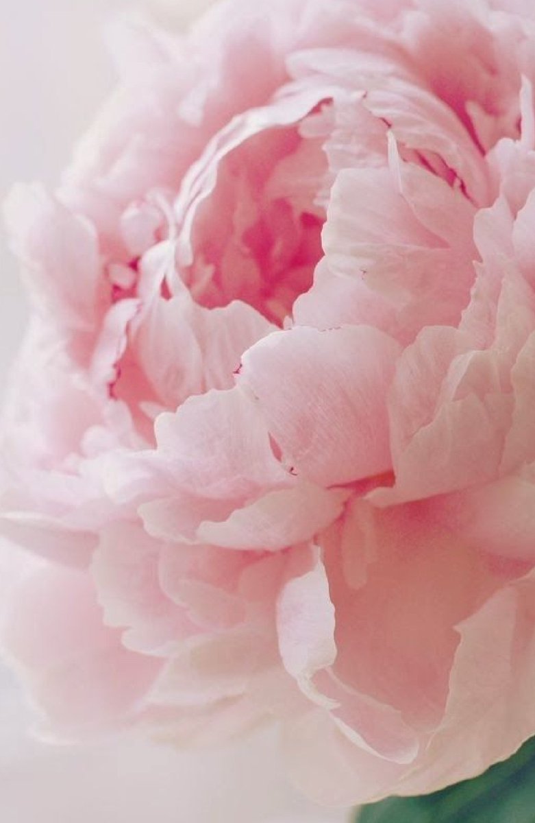 she blooms beneath his touch