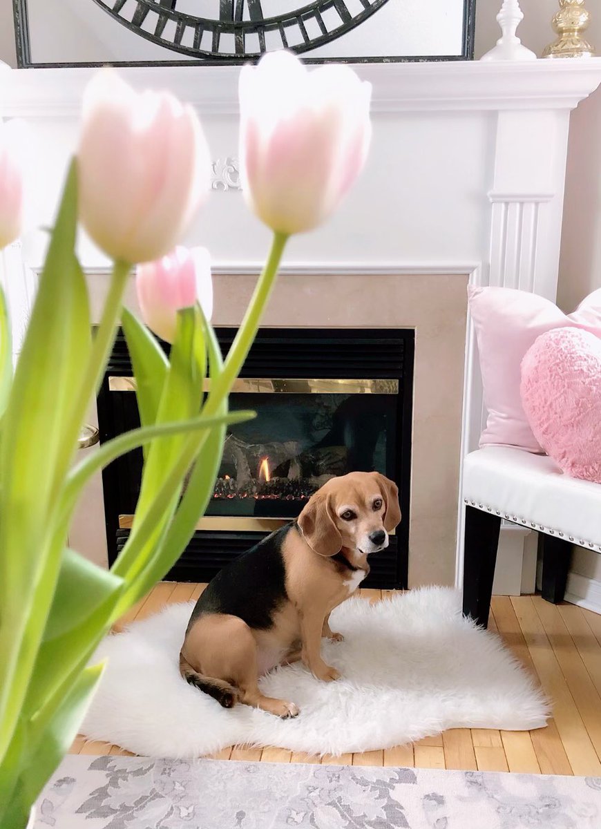 BeagleTopazthe's tweet photo. Keeping warms by da fire. Iz too cold to goes outside.โ๏ธ
#BeaglesOfTwitter #BeagleLover #Beagle #Tulips #DogsInDecor @beaglefacts #sweetdog https://t.co/oZHUSv4Sxt