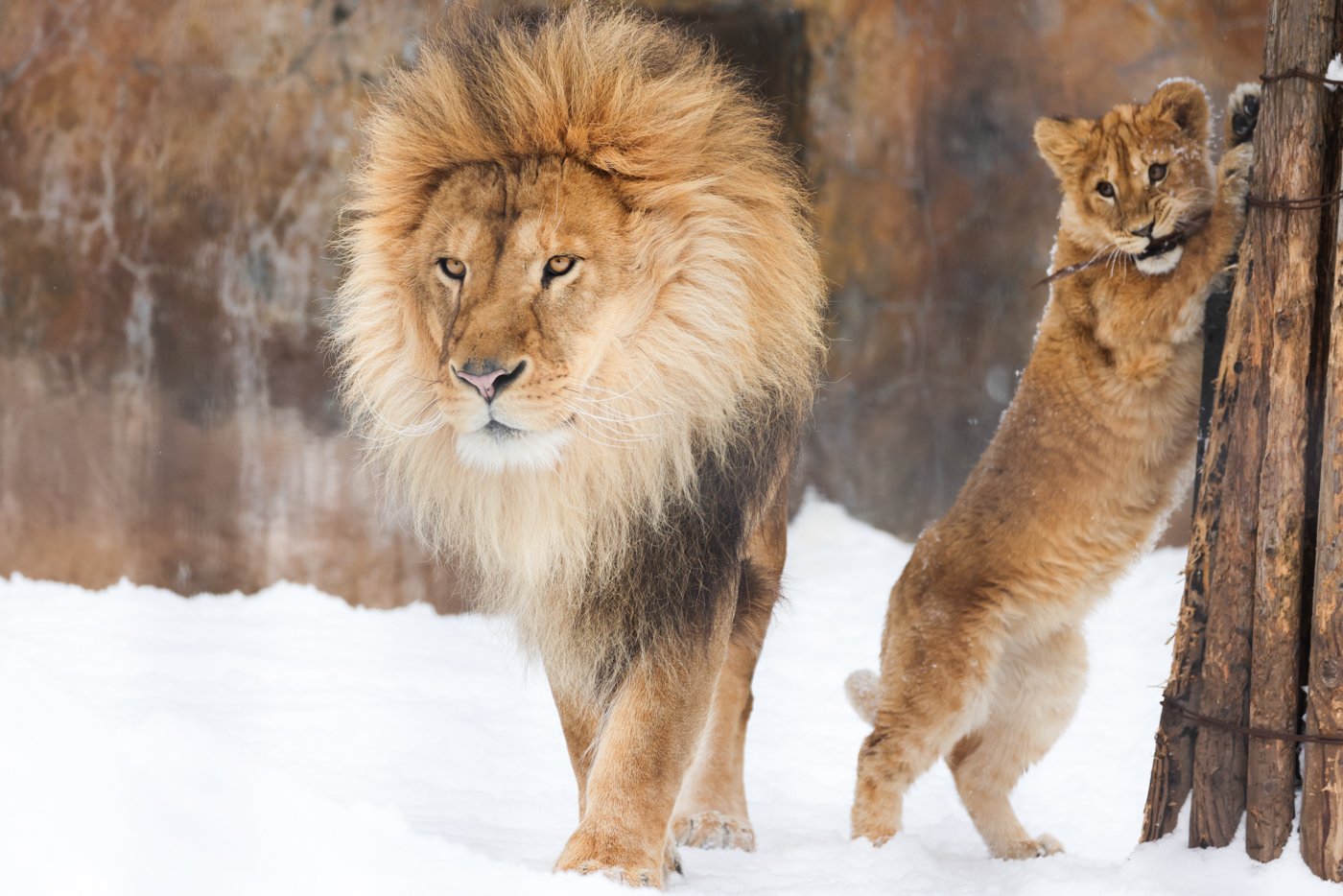 ライオン親子 ライオン親子の追いかけっこ Lion Family #lion #ライオン #旭山