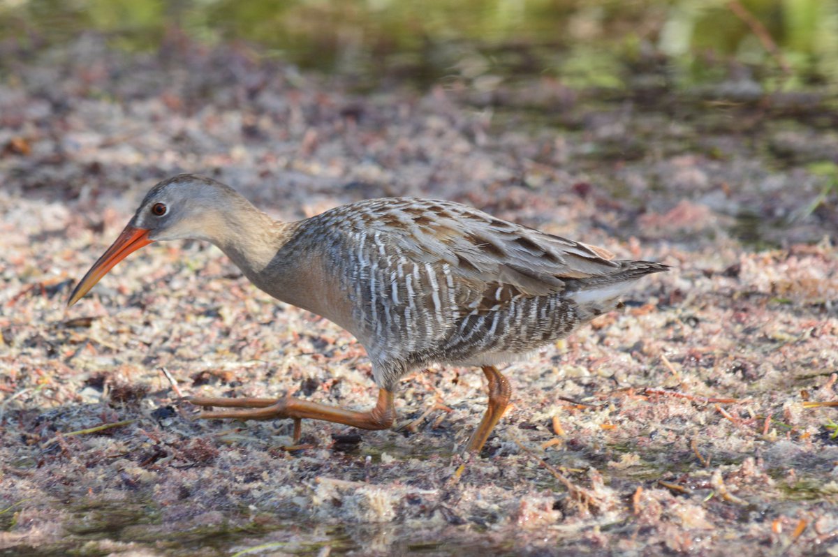This beautiful Clapper Rail let us took some photos of it while walking through the mangroves, one of our amazing birds in #holbox