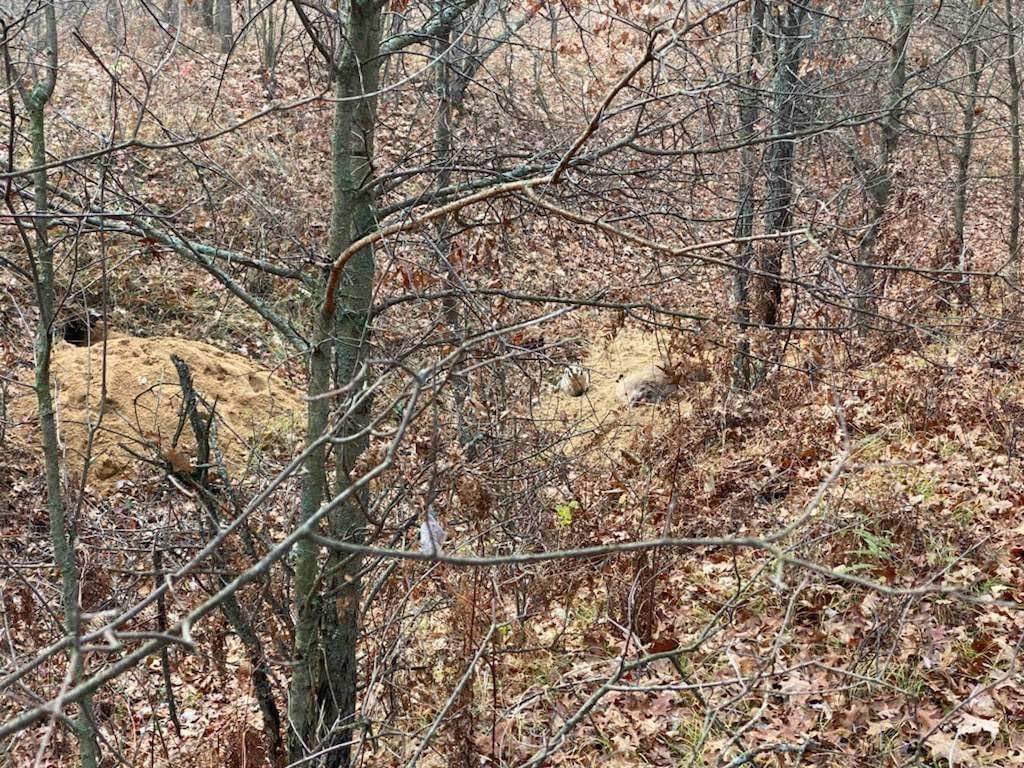 DruryOutdoors's tweet photo. 💥 CRAZY STORY ALERT 💥 

John’s buddy was tracking a deer he had shot the previous night just before sunset. When they finally found it this is what they walked up on! A badger had claimed the buck and was burying it! After a stand off a some gun shots the badger finally gave up https://t.co/6mJM0KDUv9