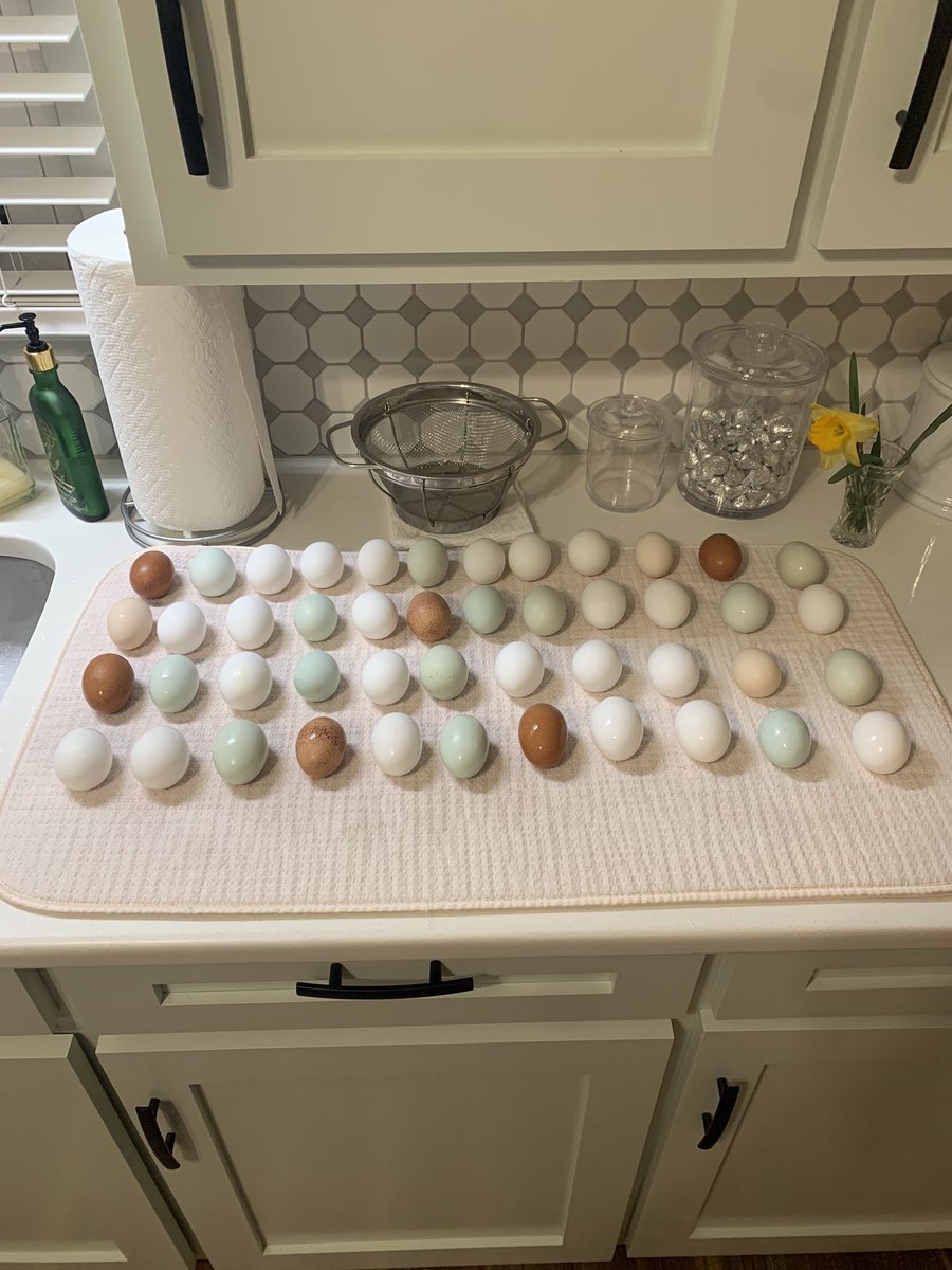 Skywalkerjaywv's tweet photo. I had missed 3 days washing our hens hard work. https://t.co/ebGaFcJB0Z