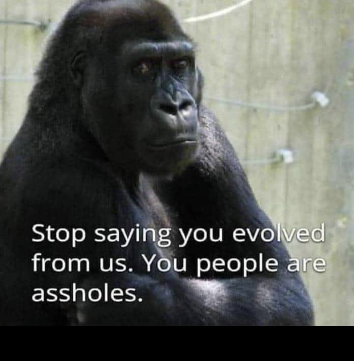 What they would say if they could talk ??? 🧐