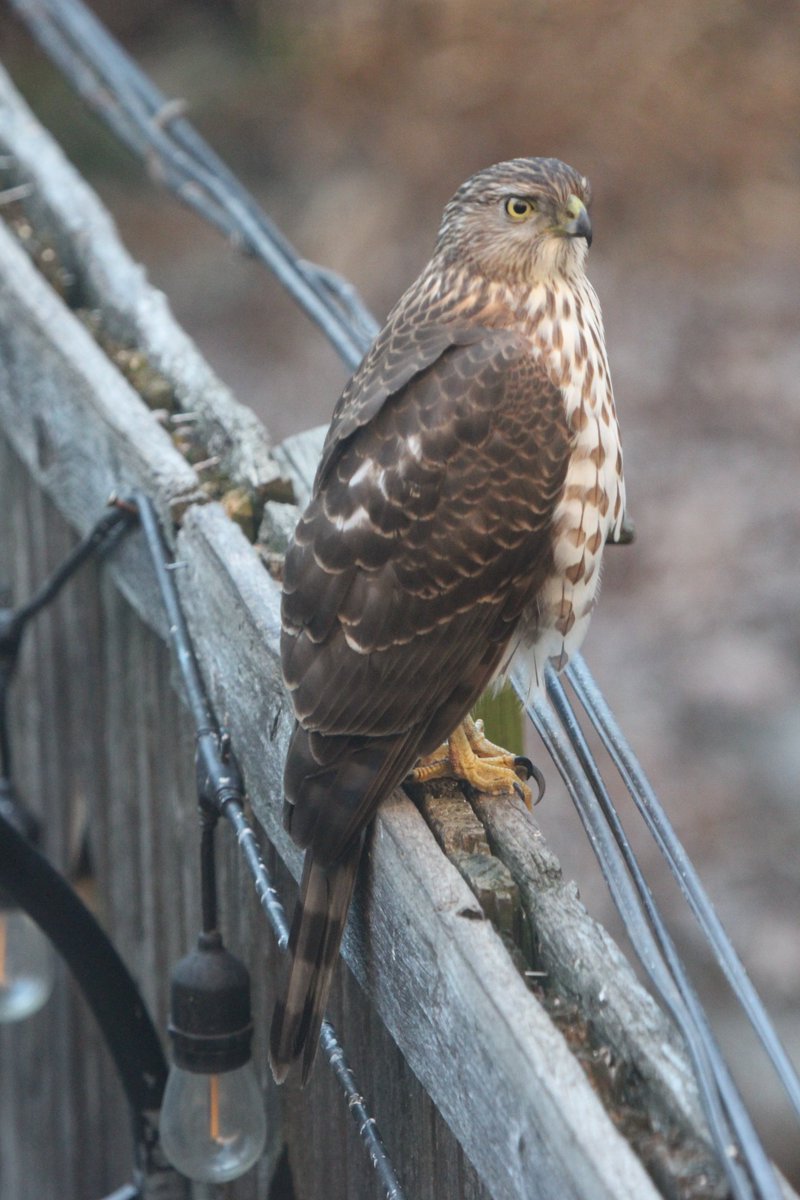ClintonHillBird's tweet photo. This beautiful Cooper's Hawk spent a good 10mins today jumping around in my little garden in Clinton Hill https://t.co/0AmIO5KEVV