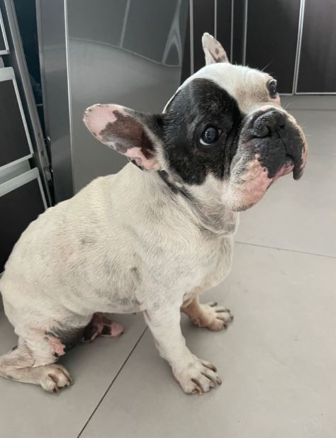 AYUDA POR MI PERRO

Lamentablemente desaparecio hace unas horas en el barrio de Los Troncos en Mar del Plata.

Es un Bulldog Frances que ya es anciano y tiene problemas renales y cardiacos.  

Por favor compartan para ayudarme. GRACIAS