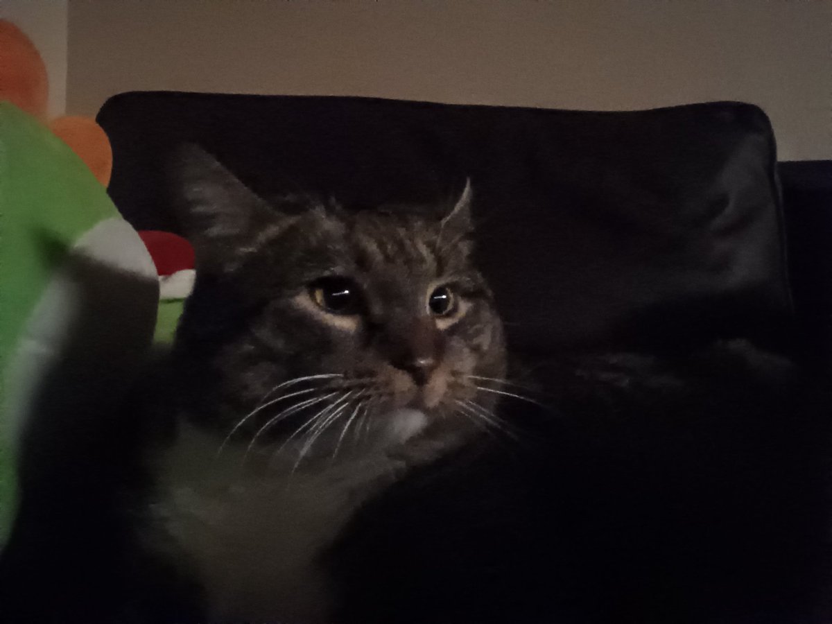 100 follower special!! Enjoy my cat c: