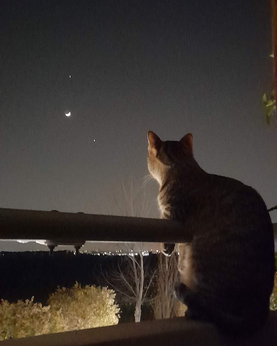 InformaCosmos's tweet image. Gatito viendo la conjunción entre la Luna, Venus y Júpiter. 

📸: Anne