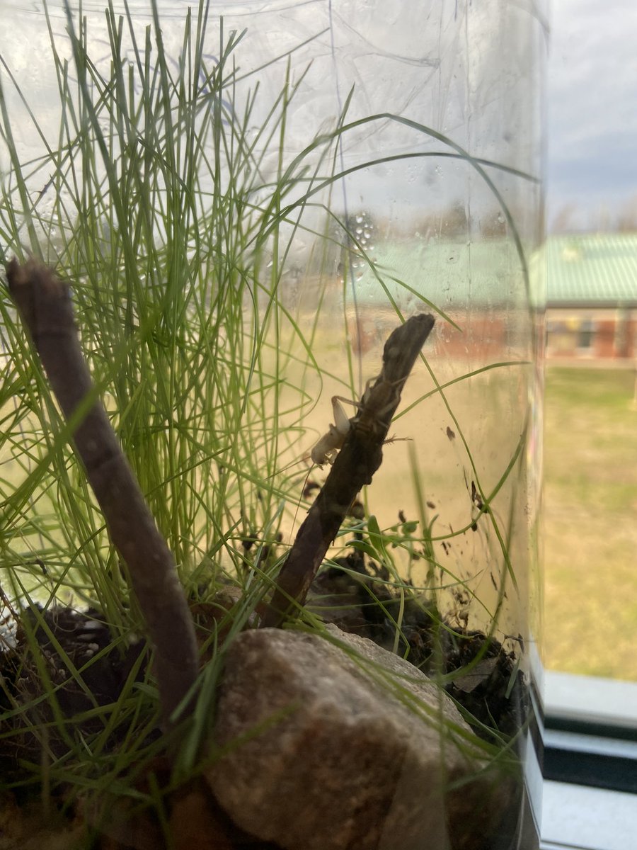 An exciting day from beginning to end! Started with a class picture (we did take a serious one as well). Then, thanks to a generous donation, we ended the day by observing crickets and adding them to our terrariums. 🦗 #CrushingIt <a href="/ScottsRidgeES/">Scotts Ridge ES</a>