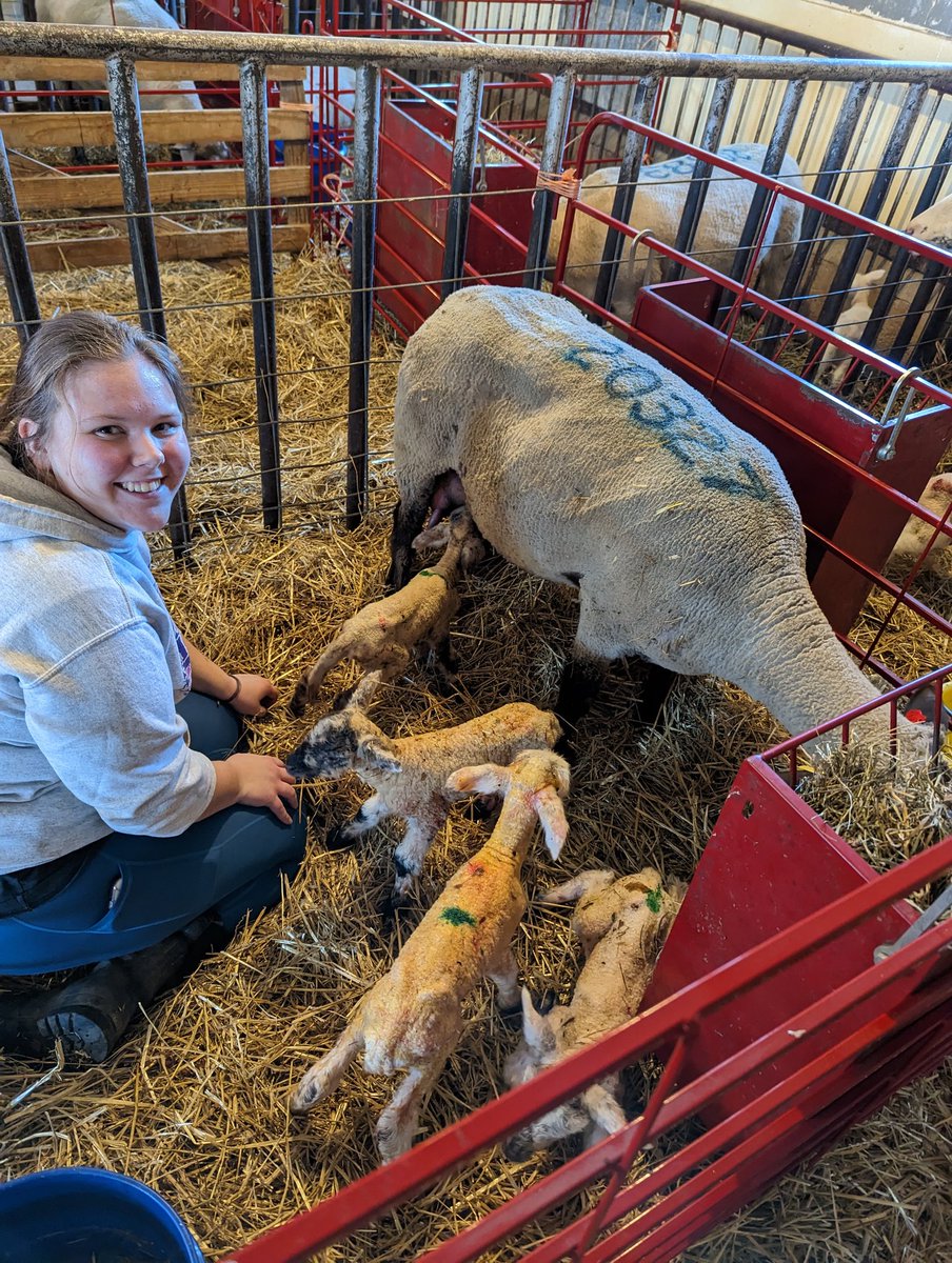 Very few things equal watching students put into practice what they've learned. A couple difficult pulls this week (and great teamwork) capped off by our first set of quads this afternoon! We're living the dream in small ruminant production. #sheep365 #lambing23 #handsonlearning