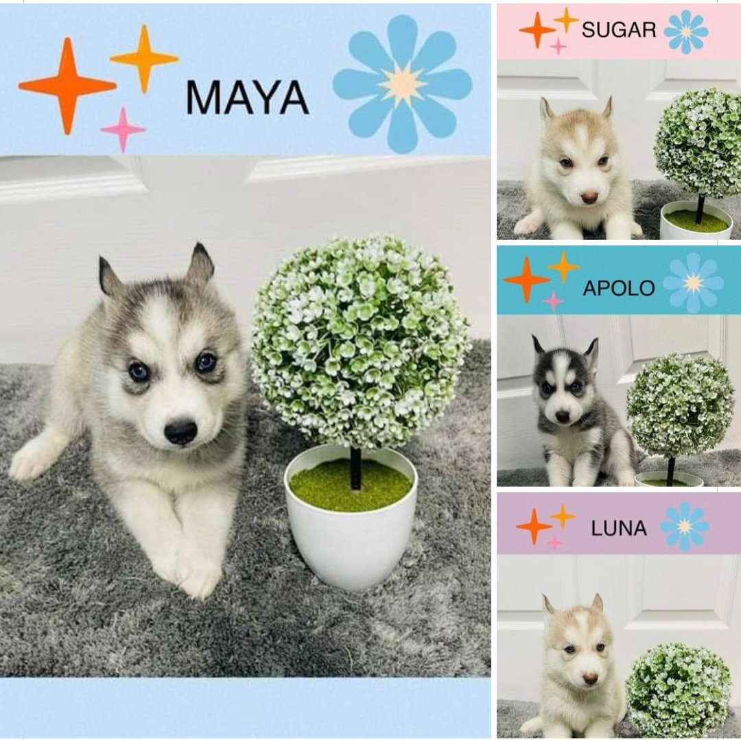 Norma Vega Mystic Dunes Resort Facilities Admon tweet media