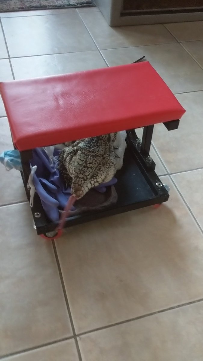 PiksteinLab_GCU's tweet photo. Helping me clean cages?
More like learning to skate board 😑
#tegulizard #lizard #herpetology #reptiles #mypets 😐he did it himself... https://t.co/7PuJMTOUo3