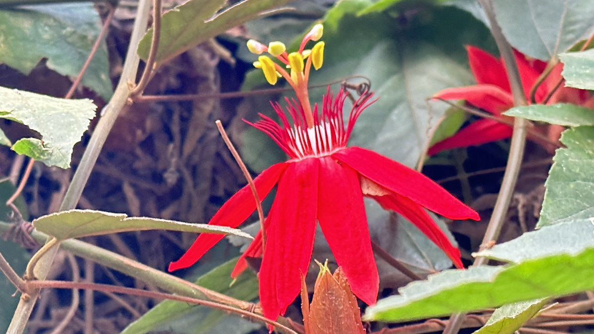 parmeshwarjhaa's tweet image. Good morning #Sauraha