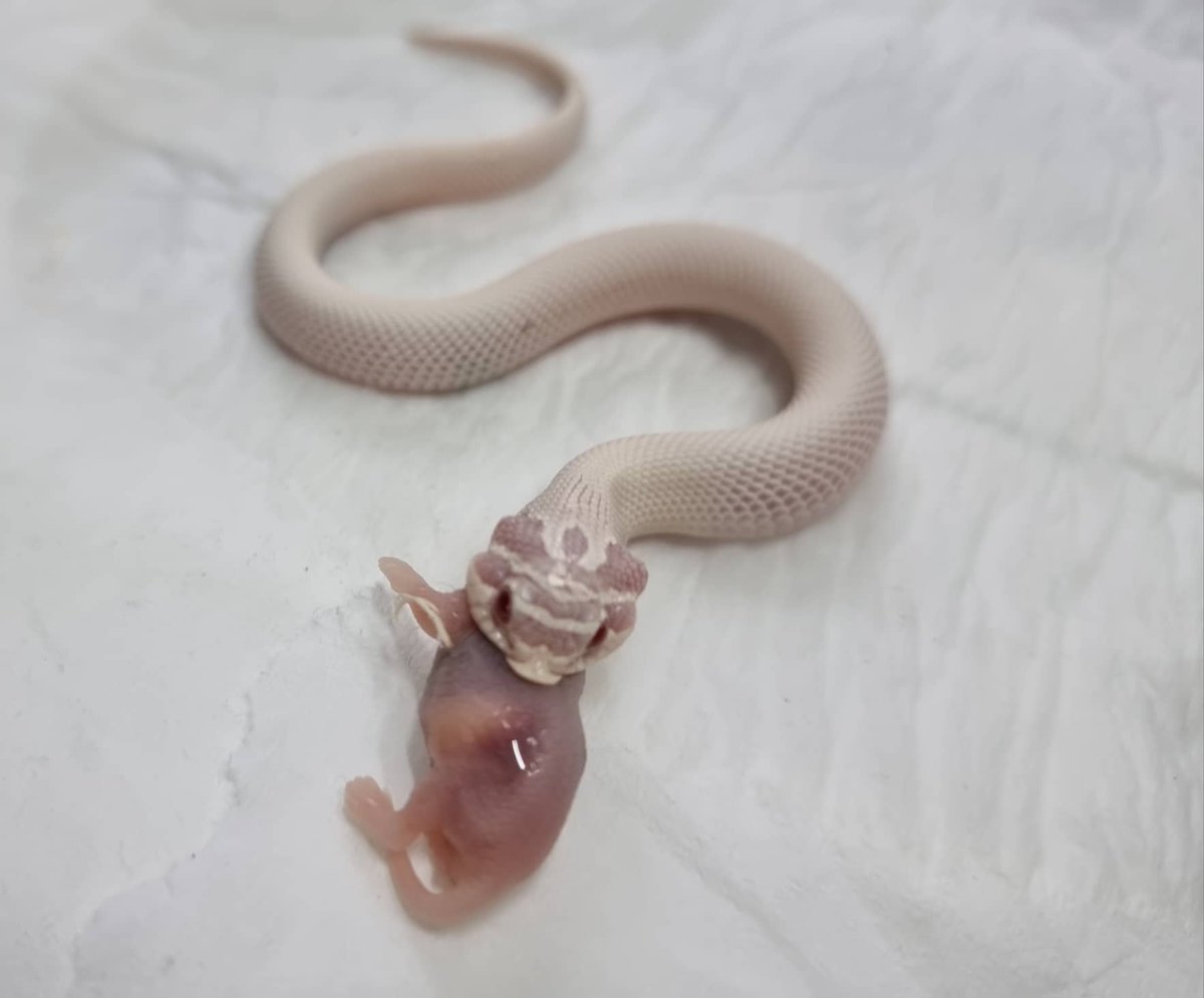 MrsPixieDust's tweet image. This little cutie is gonna be mine in a couple weeks hopefully! 🤩♥️ 

#hognose #snek #dangernoodle #noperope