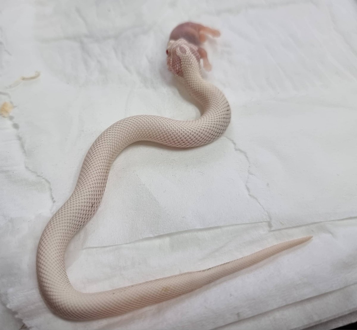 MrsPixieDust's tweet image. This little cutie is gonna be mine in a couple weeks hopefully! 🤩♥️ 

#hognose #snek #dangernoodle #noperope