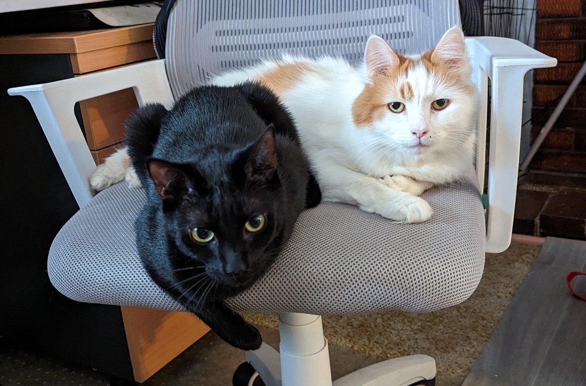 Happy #caturday from these judgemental souls!
