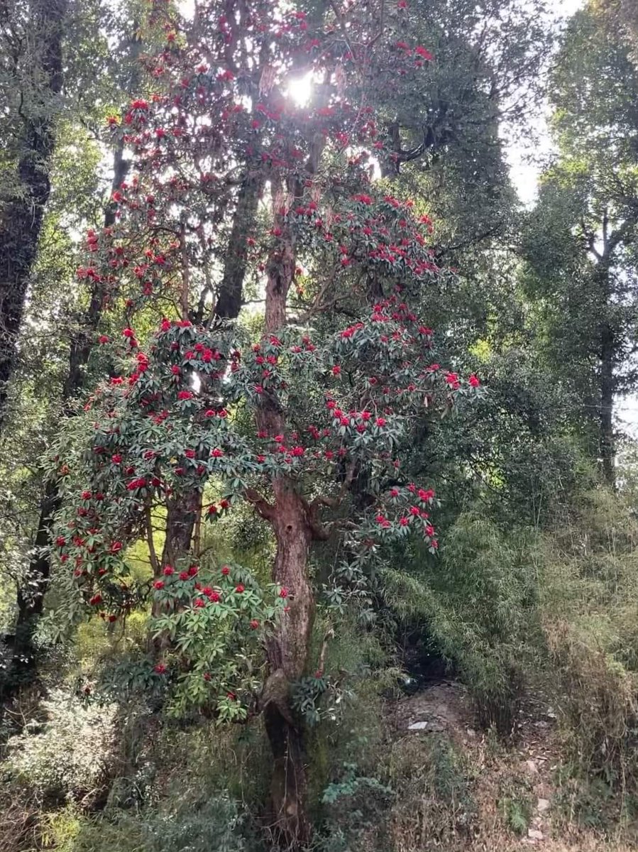 Be ready for the summer drink offered by Nature... 

🌄🍀🐦☕☕👈 #Pals 💕
Have a rejuvenating #Weekend
Warm regards🌲🪷🙏

#IncredibleIndia 🇮🇳- Buransh flowers blooming in #Nainital.. Juice of these flowers mixed with sweetener makes a healthy beverage.. #देवभूमि #Uttrakhand...