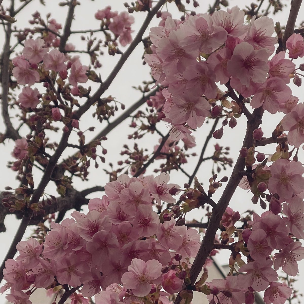 yushayuto's tweet photo. て事はそろそろか🌸 https://t.co/v04XmCQ4WI