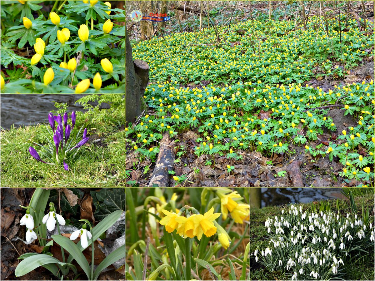 ontdekdenhelder's tweet photo. overal in de #natuur, langs #oevers en in het #bos, steekt de #lente de kop al op 😊 Fijn #weekend - #DenHelder #spring #flower #nature https://t.co/jmd1VYkdft