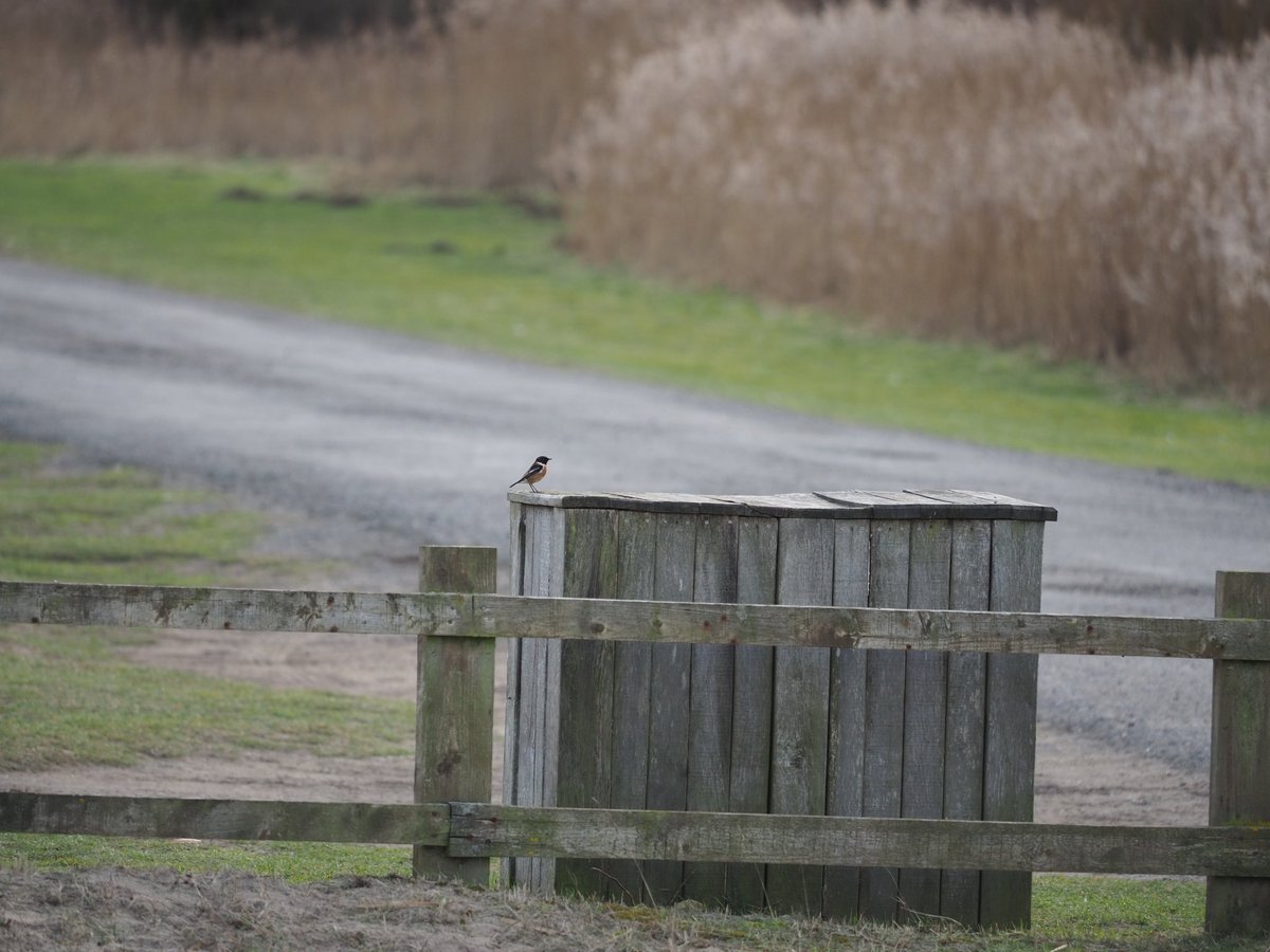 IxcaKayeMahon's tweet photo. Same stonechat, this time sitting on a bin. https://t.co/ht62jAQGxu