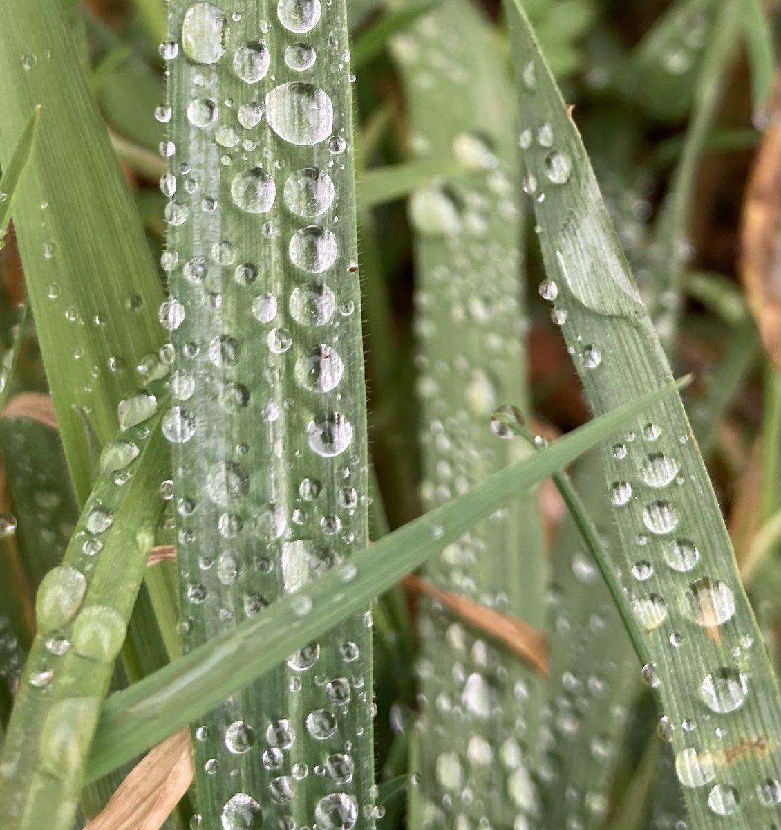 TalkingOutdoors's tweet photo. Noticing - makes the invisible visible  - who would have thought that such a small, seemingly insignificant thing like a dew drop on a blade of grass could inspire such wonder. #outdoortherapy #ecotherapy #notice #awe #yourspace #slowdown #reflect #connect #widerworld #nature https://t.co/mbDEiiYN52