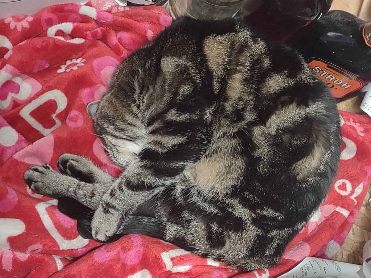 LordBoozeKitty's tweet photo. Remember to stretch before exercising. I'm training to be an Olympic Napper. #Caturday #CatsOfTwitter #cats https://t.co/c1OiHmqUEu