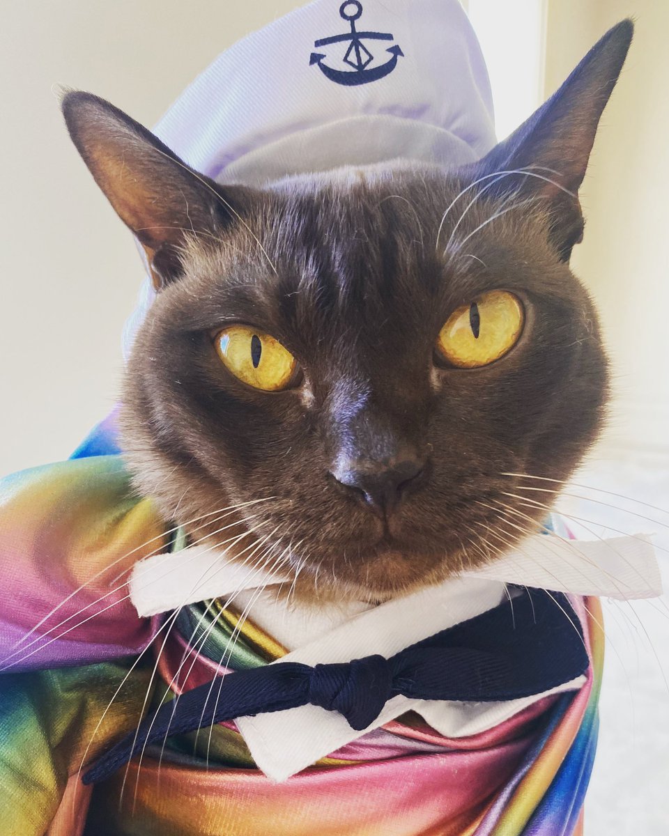 theburmesecat's tweet photo. Ready for #MardiGras2023 #SydneyWorldPride #CatsOfTwitter https://t.co/zuPinGr854