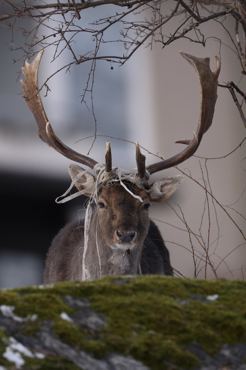 HenrikRyhle's tweet photo. Every year they get tangled up in something! Seems to be doing fine and mostly hangs out in an area with lots of people so if he gets stuck someone will report it to us gamekeepers. #fallowdeer #NaturePhotograhpy #wildlife https://t.co/acnTWoyxYN