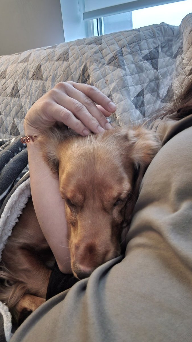 lalamestiza's tweet photo. Got my cuddles very early as well though. 😍 https://t.co/tGLZAi734K