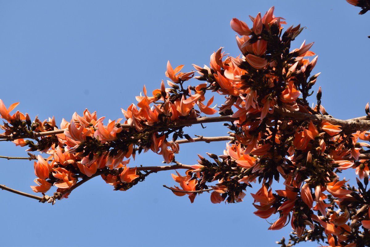 વસંતના વધામણાં !!

#gloriousgujarat #gazabgujarat