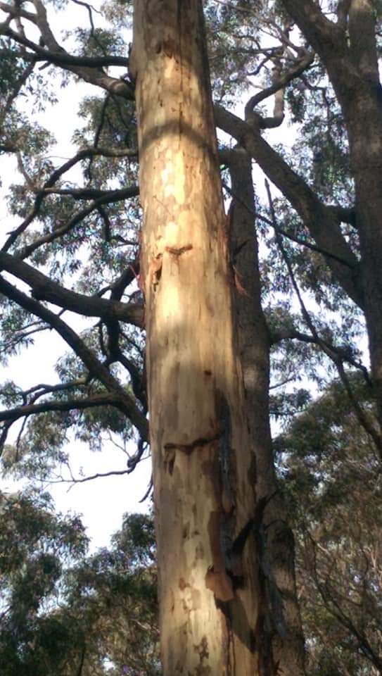 TheFODGroup's tweet photo. Yellow-bellied Glider sap feeding trees. An important component of this species diet is obtained through licking sap tapped from incisions made in the bark of trees. Only single trees within a stand of similar trees are used for tapping sap. https://t.co/HjwFTIjbLU