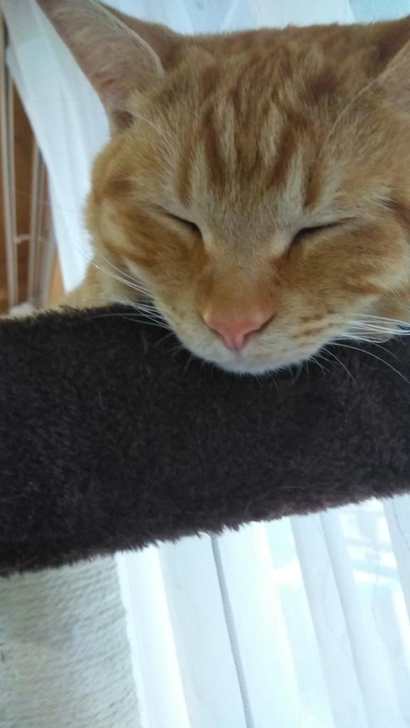 RIIL28388176's tweet photo. #これを見た人は秒でバレる嘘をつけ
これから絶対猫吸わない。
無理ですよね？？
猫飼いさん？
 #ハチワレは世界を救う協会 があるなら…
 #トラ柄は世界を救う協会
も…      皆さん！
茶トラ  茶白 キジトラ  キジシロ  サバトラ  サバ白
その他色々…
 #トラ柄は世界を救う協会
に投稿！投稿！🐱 https://t.co/YJaurJ5jiR