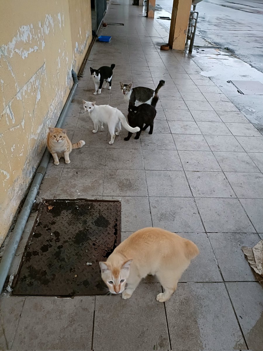 Ada Yg Bertanya Tak Penat Ke?Tak Pernah Bercuti Dah 7 Thn.Ada Cakap Utamakan DIRI Saya Dulu.Jujur,Memang Sgt Penat,Tekanan Setiap Hari.Hujan/Panas Aku Redah,TAPI Kawan2 Lihatlah,Setiap Hari MEREKA Setia Menanti Demi Makanan.Belum Lagi Yg Sakit.Ku Gagahkan Diri Demi Mereka.18 Port