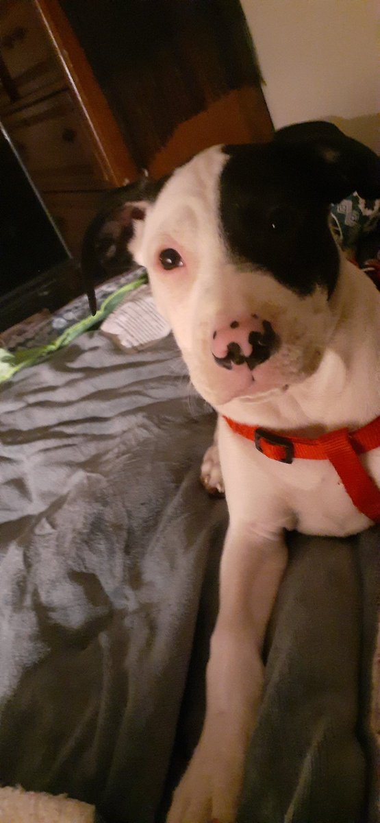 2dayJust4's tweet photo. My cousin 
Little Dude 
@Sunflwrgirl2 new puppy https://t.co/slVXtVsIPo