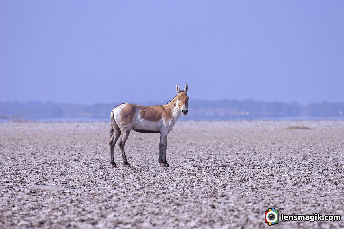 np_photographer's tweet photo. Riders of Rann https://t.co/URvJfhxIQG Indian Wild Ass #Indianwildass #wildasssanctuary #ridersofrann #rannriders #wildassgujarat #littlerannofkutch #lrk #wildasspopulation #Gudkhur #khur #mammals #wildlifephotography #wildlifeWednesday https://t.co/66dcAdE8nE