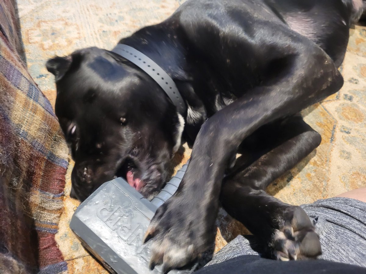 The importance of giving your dog activities to stimulate their minds is so important to their well-being and the well-being of the pack (aka, the household/family) #CaneCorso